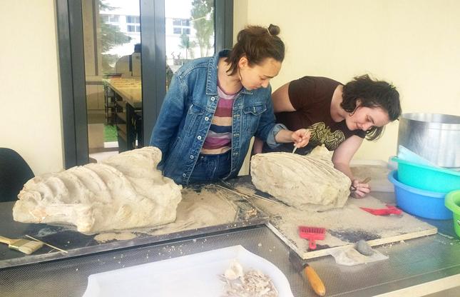 大学生们在希腊挖掘马的化石